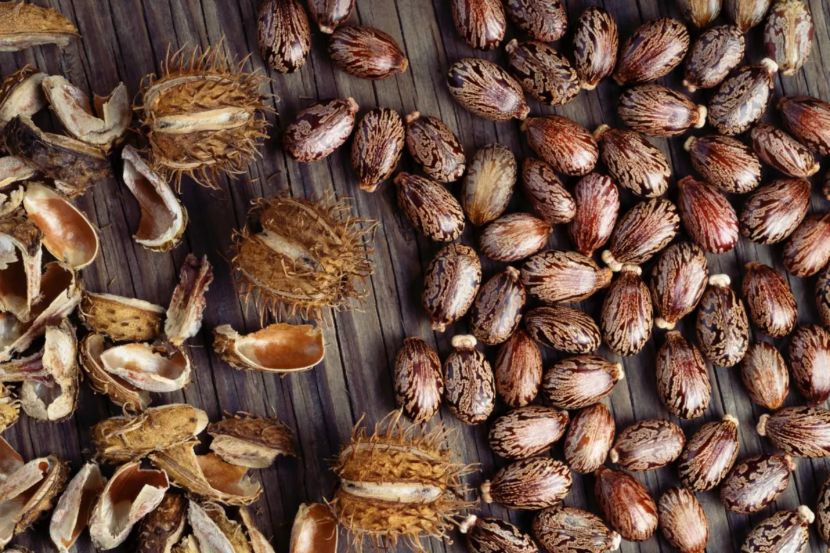 Castor beans, dry capsules and husks on a wooden surface