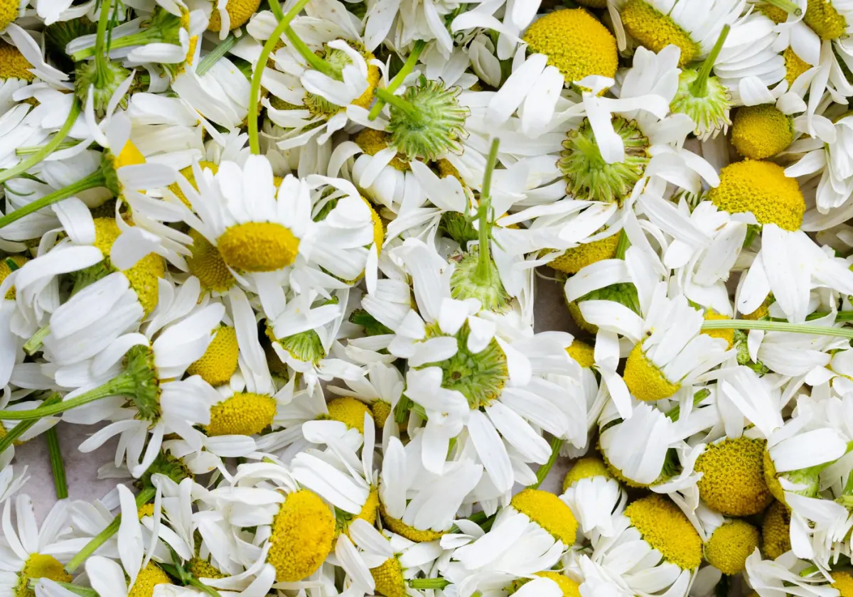 Fresh chamomile flowers
