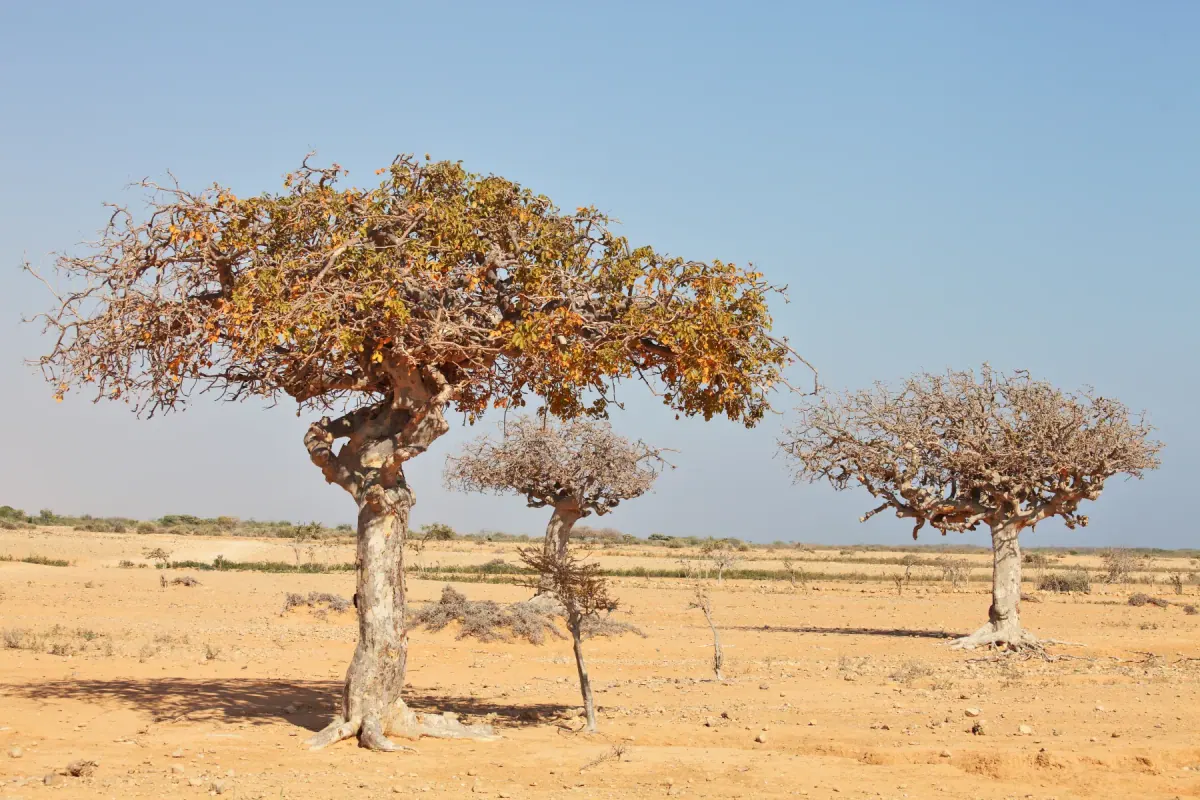 Commiphora myrrha trees growing in a dry landscape